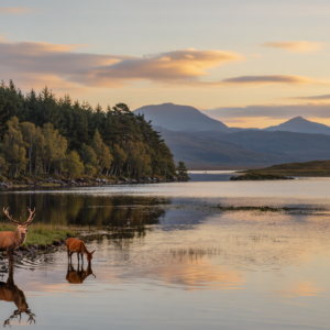 Deer at Dawn. 3